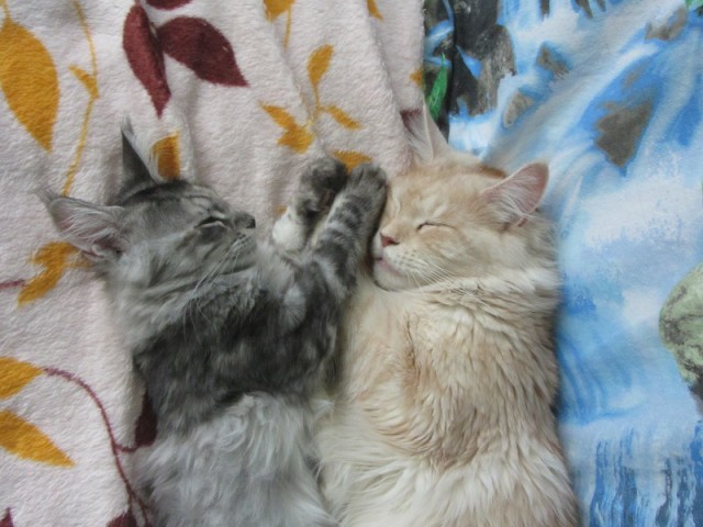 Котовторник  10.05.2016