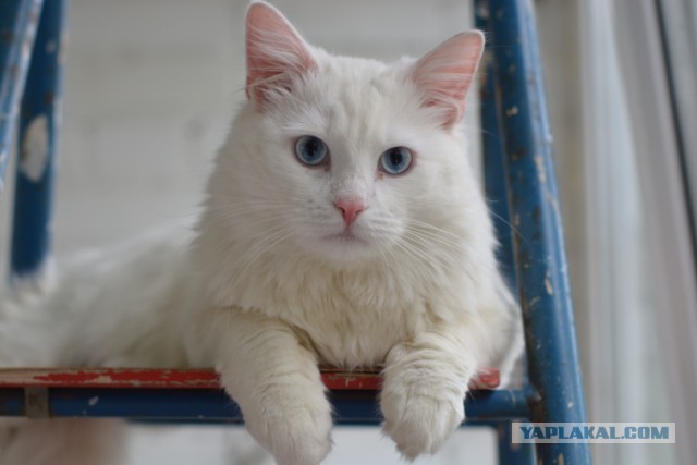 Ваши фотки котов на телефон