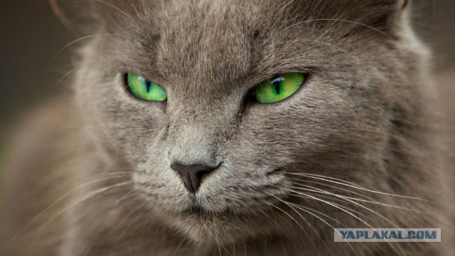 Юкка: уход и размножение