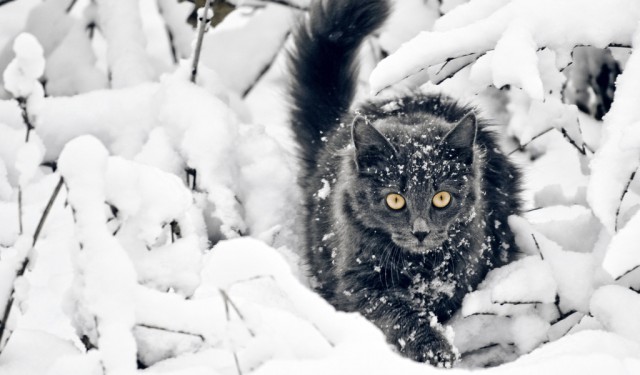 Котовторник 13.12.2016