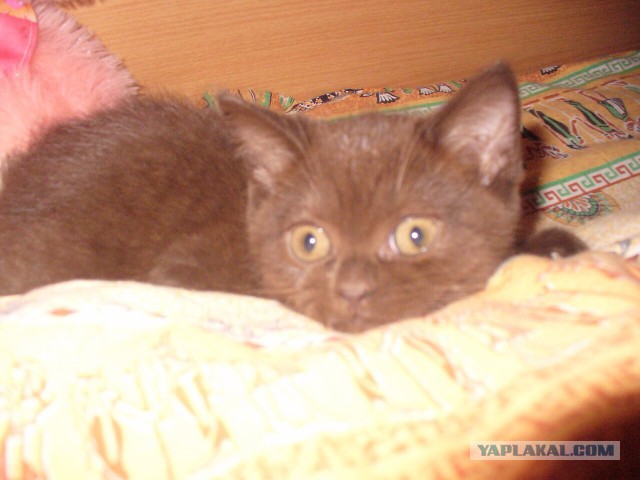 Котовторник 28.02.2017