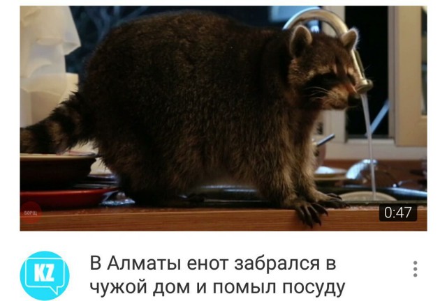 Самые смешные животные