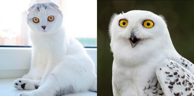 Коты и Кошки