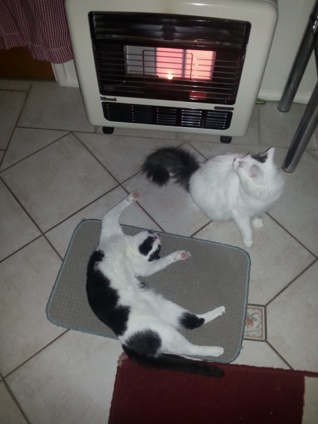 Коты и Кошки