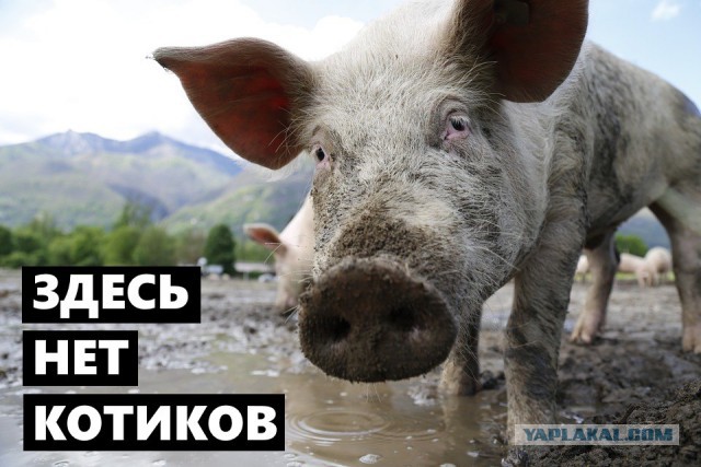 Су-27 пресёк попытку истребителя НАТО приблизиться к самолёту Шойгу над Балтикой