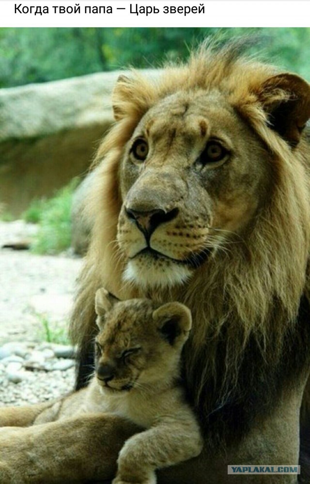 Точка бифуркации пройдена...
