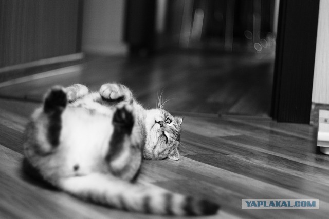Котэ палится