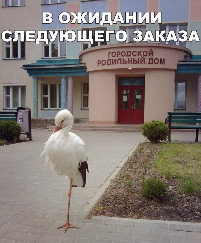 Подборка забавных животных