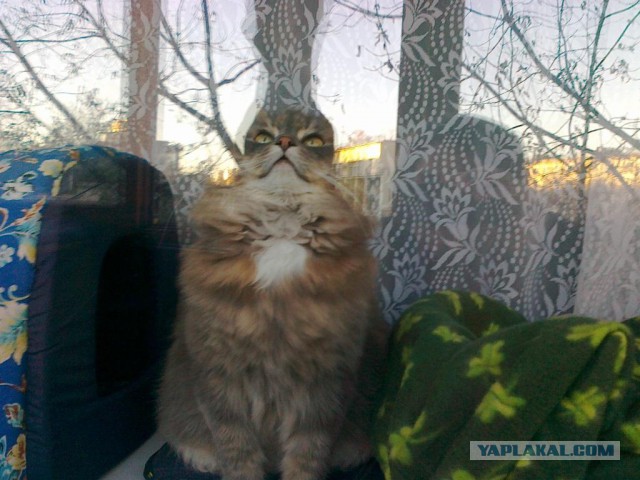Котовторник 07.11.2017