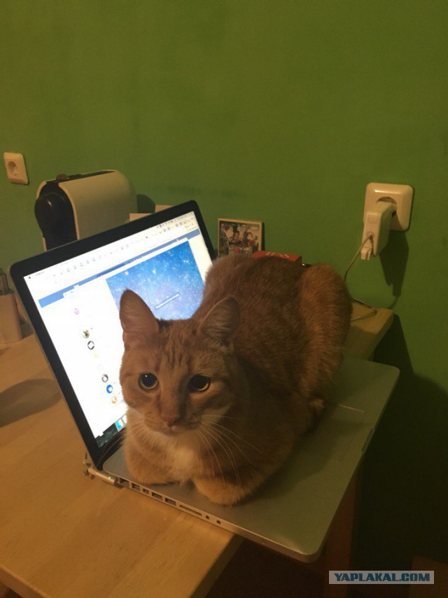 Котовторник  05.12.2017