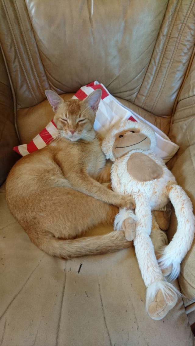 Коты и Кошки