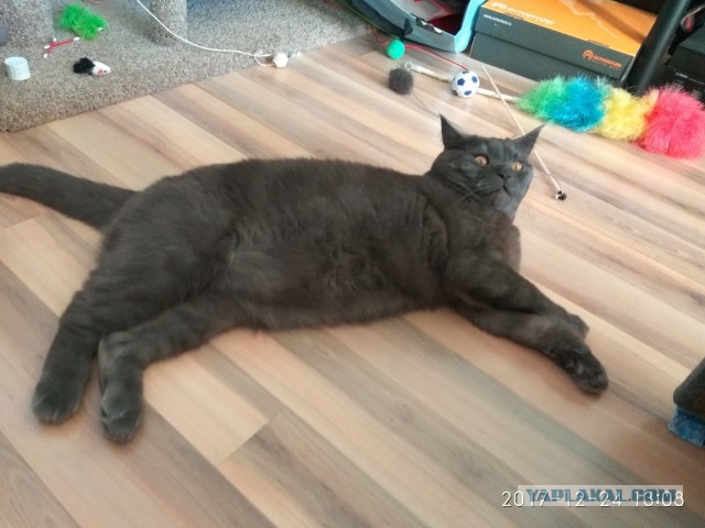 Котовторник!