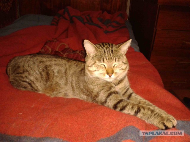 Котовторник  13.02.2018