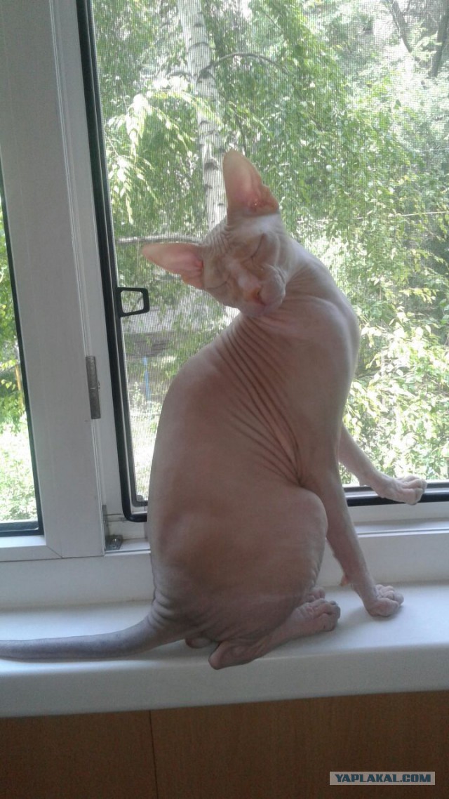 С Днем кошки!