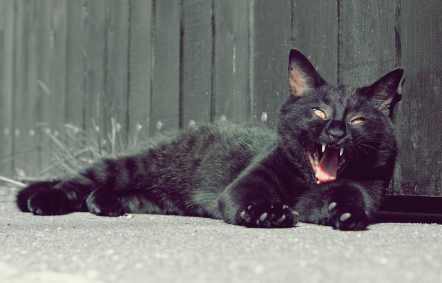 Фотобомбы котов