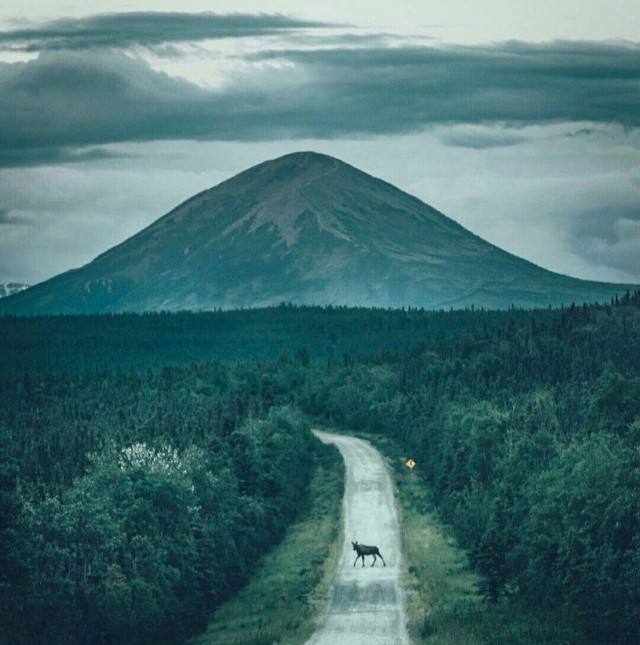 Живность из сети