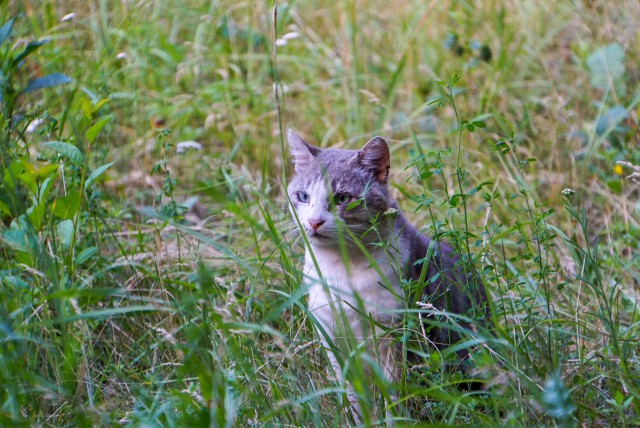 Котовторник 26.06.2018