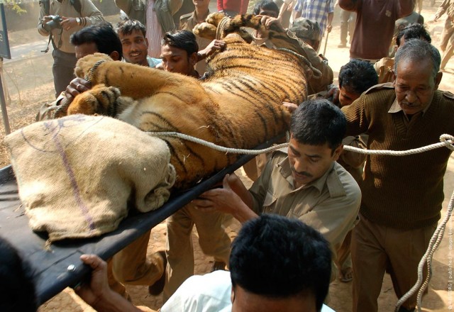 Бенгальские тигры вырвались на свободу!