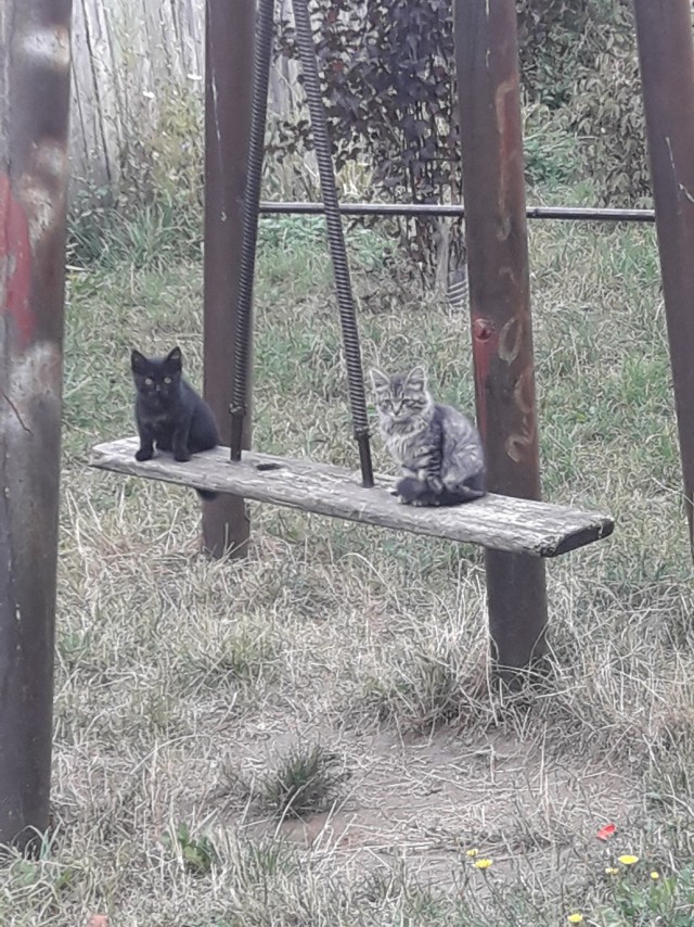 Прикольных котов пост