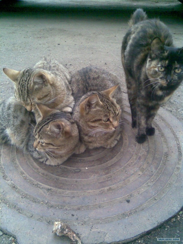 Котовторник, 19 октября