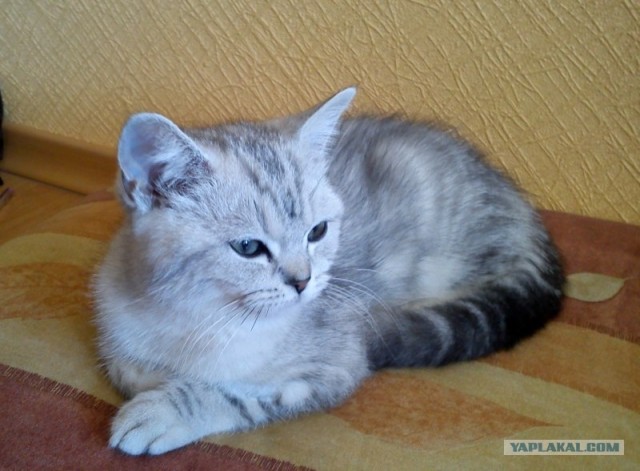 Котейкин вторник! Космический 12.04!