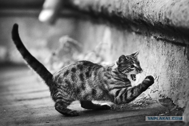 Пятница. Коты vs собаки.