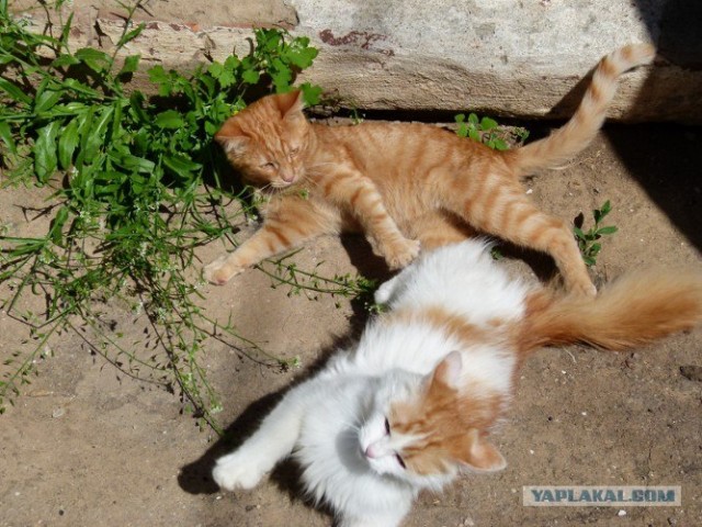 Котовторник