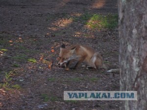 Пожаловал в гости лис