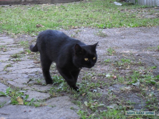 Котовторник с Максом