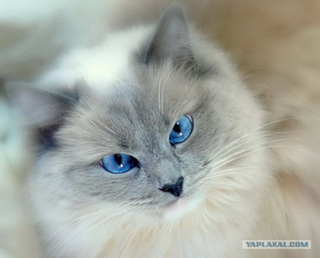 Котовторник так котовторник!