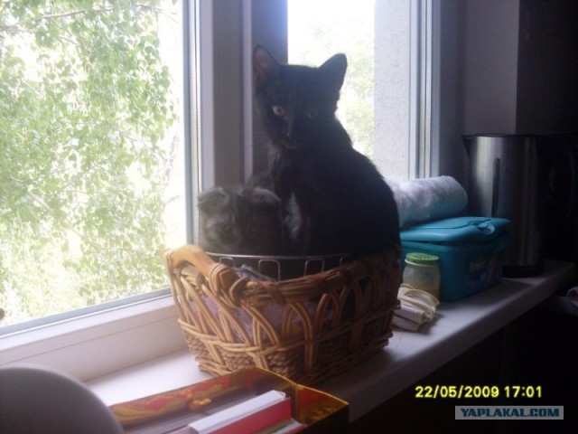 Котовторник 27.12.11