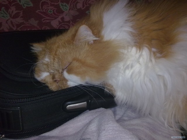 Котовторник (10.01.2012)