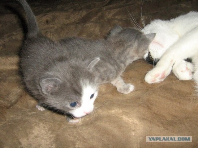 Котовторник (24. 01. 2012 )