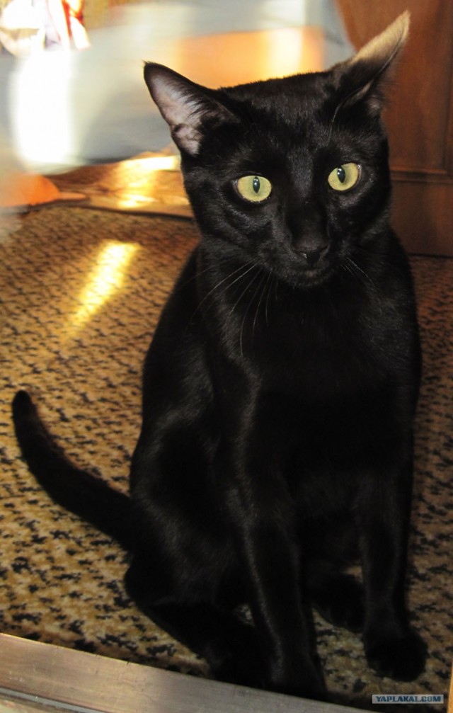Котовторник (14.02.2012)