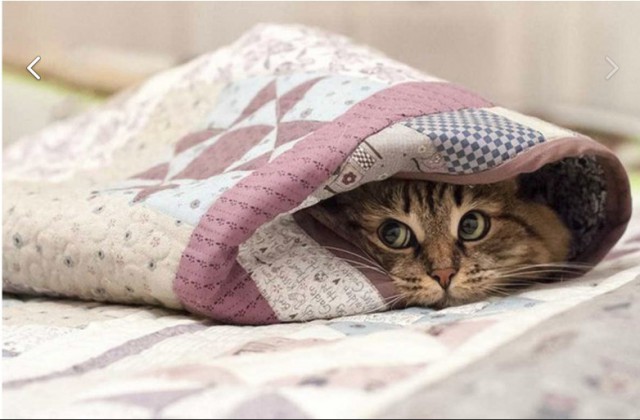 Немного милоты