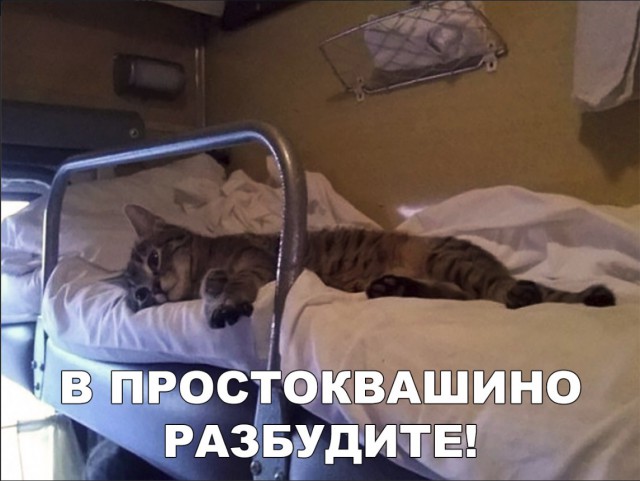 Забавные фото котеек