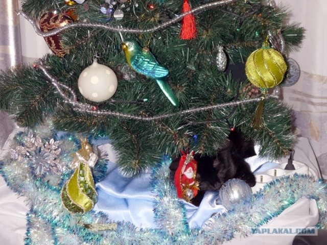 Новогодний Котовторник 01.01.2013
