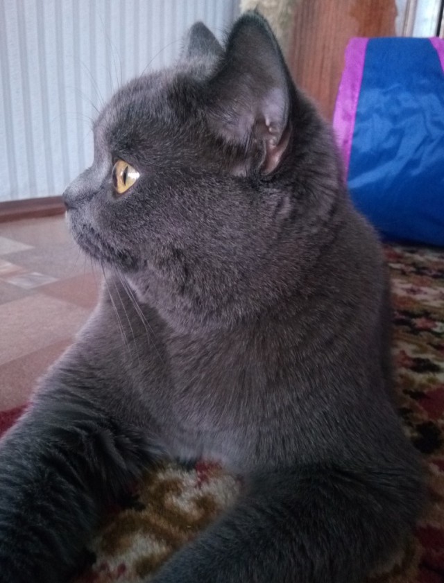 05.03.19 Котовторник же