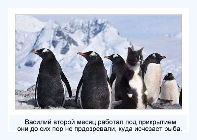 Картинки с надписями и коты, много котов