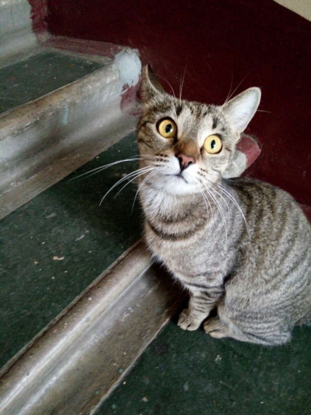 Забавные фото котеек