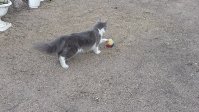 Котовторник! начнем? 04.06.19