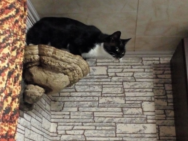 Котовторник  06.08.2019