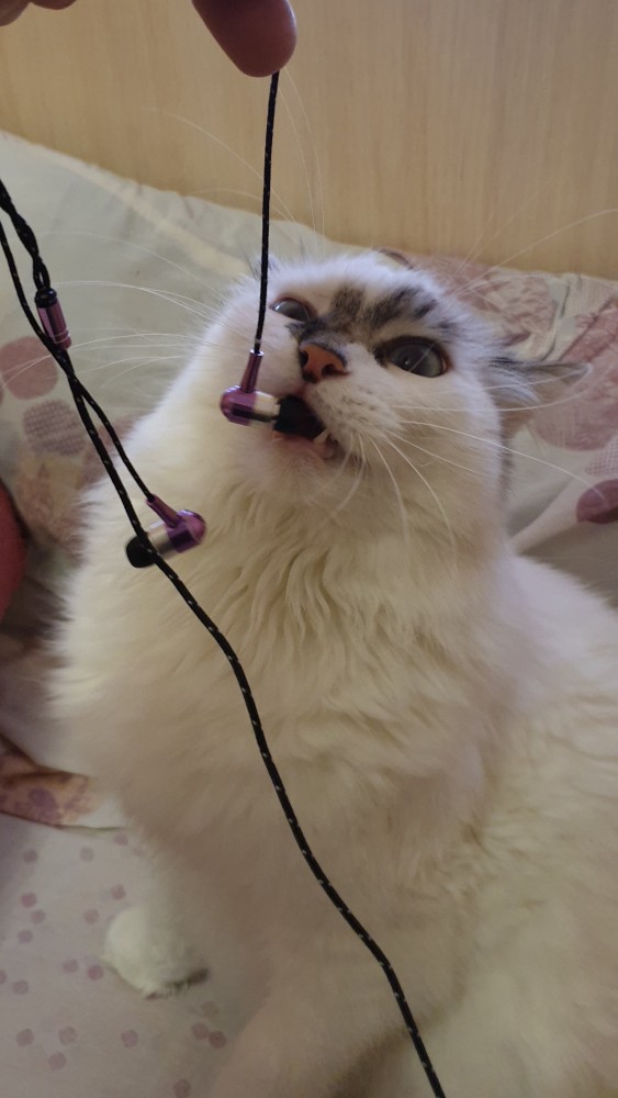 ЯП в кошках