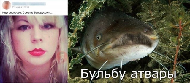 Истории про сома