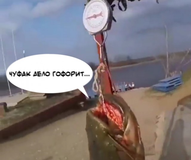 Астраханский сом