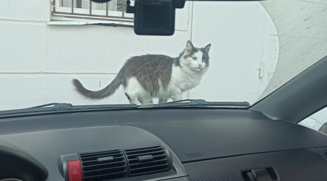 Котовторник 13.10.2020