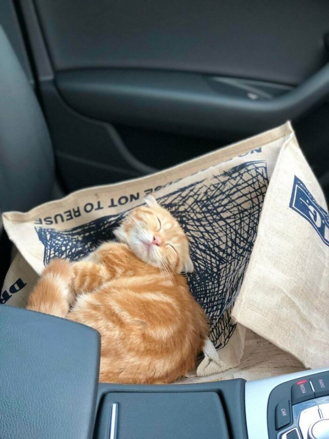 К - Котогеничность
