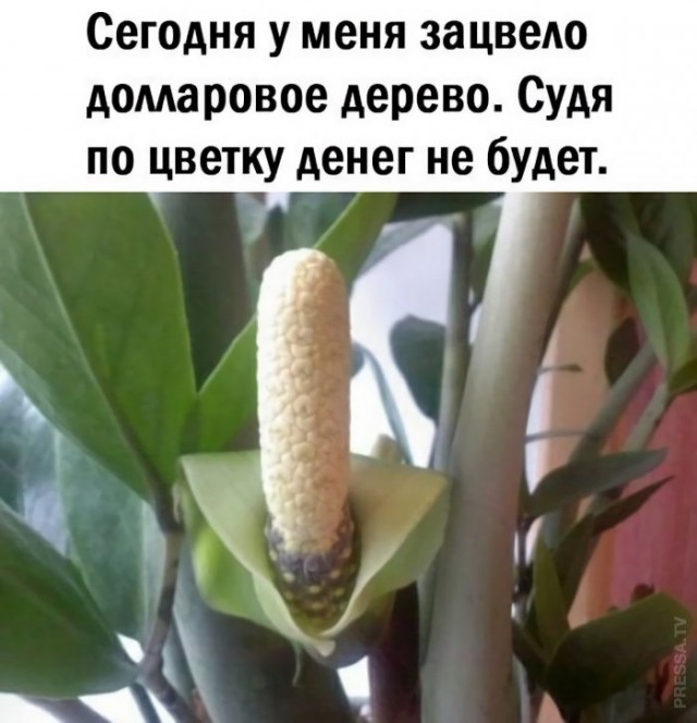Картинки и мемы для настроения 011