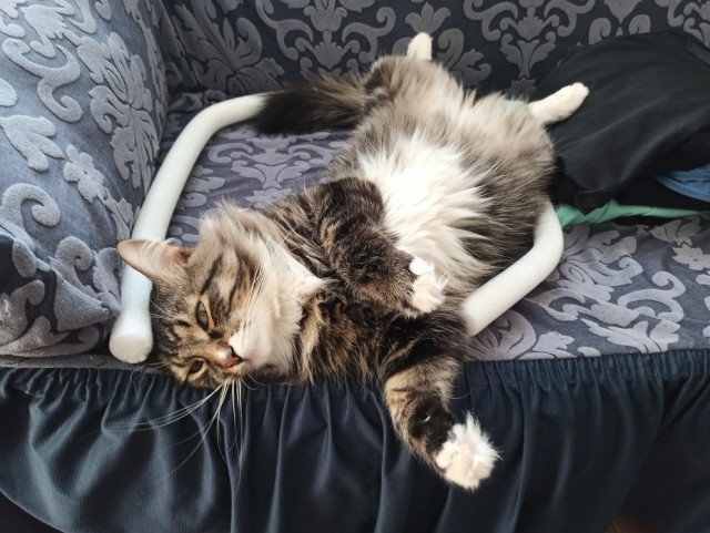 Кошатник