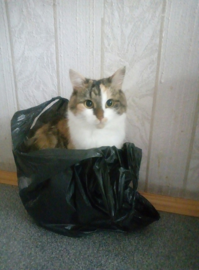 Котовторник же!